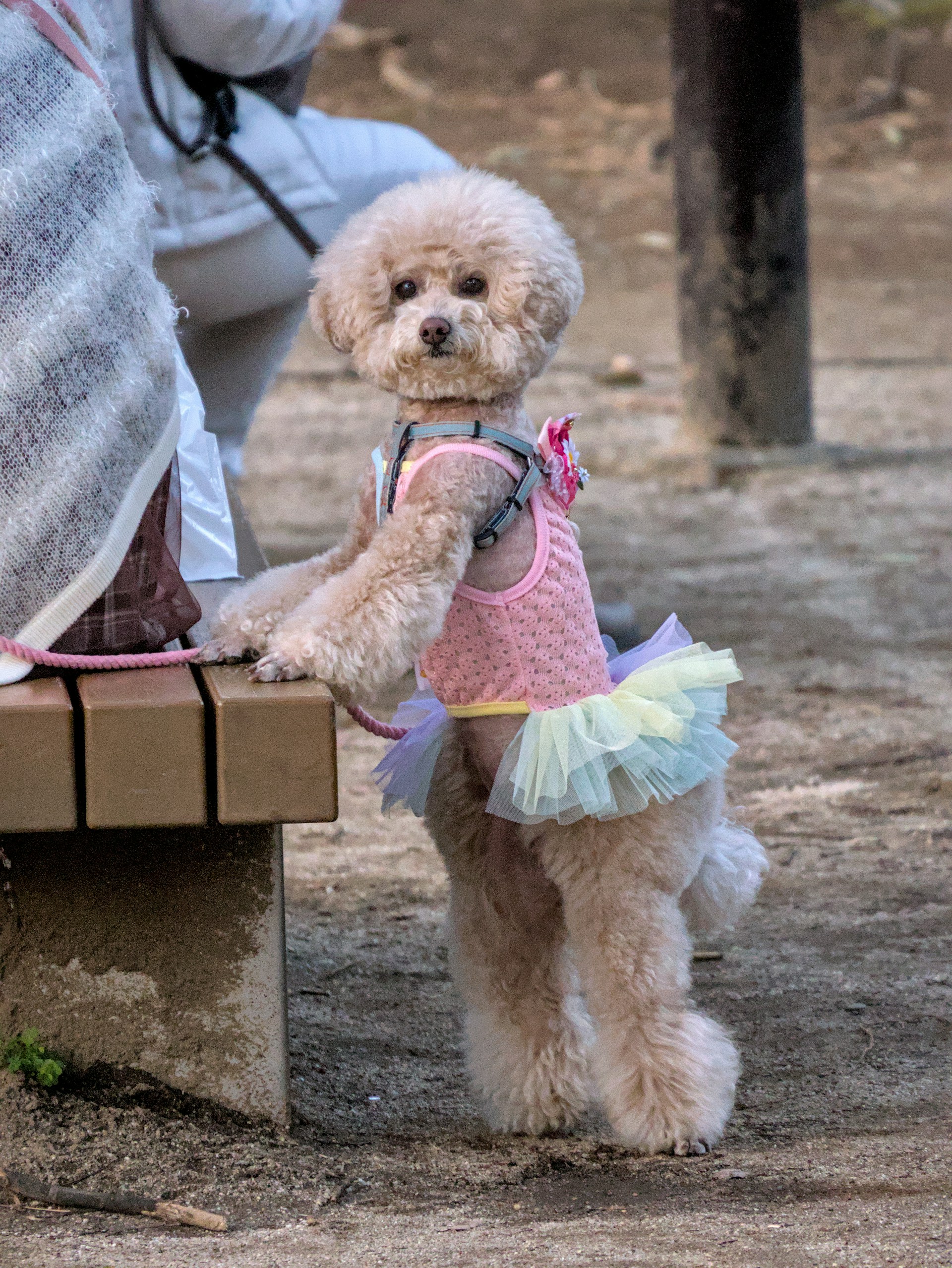 Antoine Pouligny's Unsplash doggie!